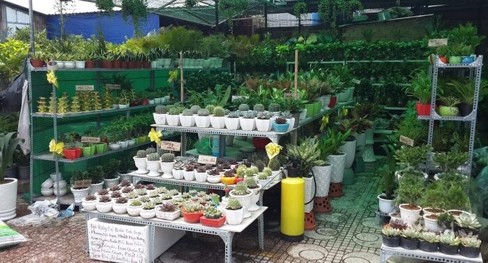 Vườn kiểng Thành Tâm - cửa hàng cây cảnh ở Hóc Môn được nhiều người tin tưởng