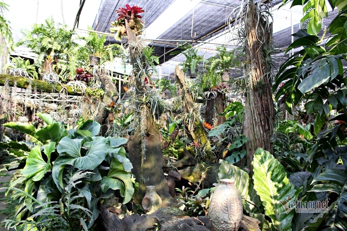 Cơ sở cây cảnh Minh Hoàng - cửa hàng cây cảnh ở Hóc Môn bạn nên tham khảo