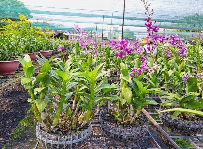 Cửa hàng cây cảnh ở Hóc Môn - cây cảnh Gia Bảo